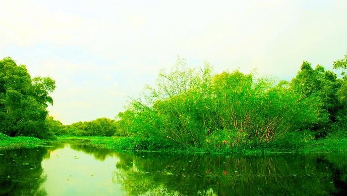 Những sào điên điển cũng đã vươn mình ra ánh nắng với một màu vàng ươm, góp thêm sắc màu cho khu rừng. Ngoài ra, bông điên điển cũng là một món ăn ngon miệng, hấp dẫn và đặc trưng của miền Tây theo mùa con nước nổi.