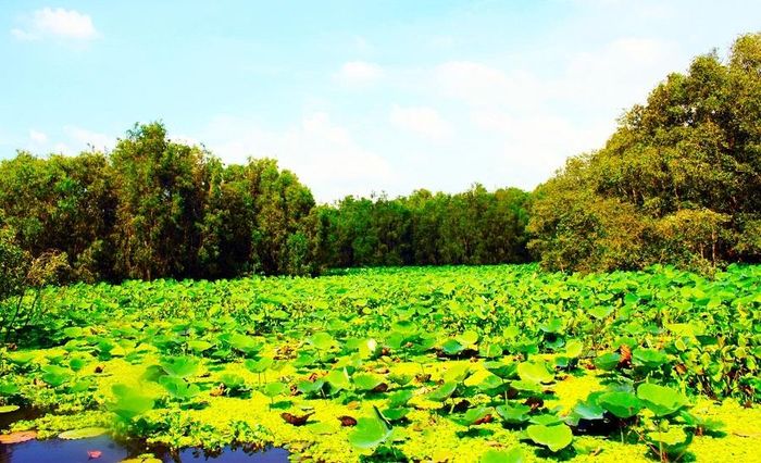 Mênh mông cánh đồng sen xanh mượt hút mắt người nhìn. Những búp xem đang chớm nở được mọc dọc hai bên con đường vào bên trong của khu rừng tràm.