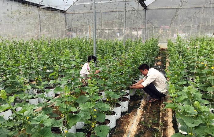 Trồng dưa lưới tại Hợp tác xã Trọng Tín, xã Đồng Tuyển, thành phố Lào Cai.