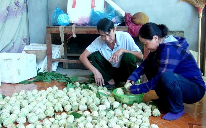 Sản phẩm na của xã Xuân Quang, huyện Bảo Thắng đạt tiêu chuẩn VietGAP