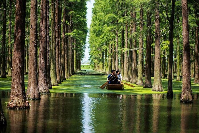  Thủy sam gỗ đỏ (Metasequoia glyptostroboides) là loài bản địa của Trung Quốc, được cho là đã tuyệt chủng hơn 5 triệu năm trước. Hóa thạch của chúng - với niên đại khoảng 150 triệu năm - được tìm thấy từ Bắc Mỹ đến Nga, Nhật Bản. Ảnh: The Strait Times. 
