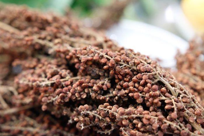 Cây muối rừng mọc nhiều tại khu bảo tồn Chư Moảy (Kon Tum) là loại cây thân gỗ, cao khoảng 2 - 8m. Quả muối rừng ban đầu chín rụng đầy không ai thu hái, chỉ lượn nhặt về làm gia vị thay cho muối.