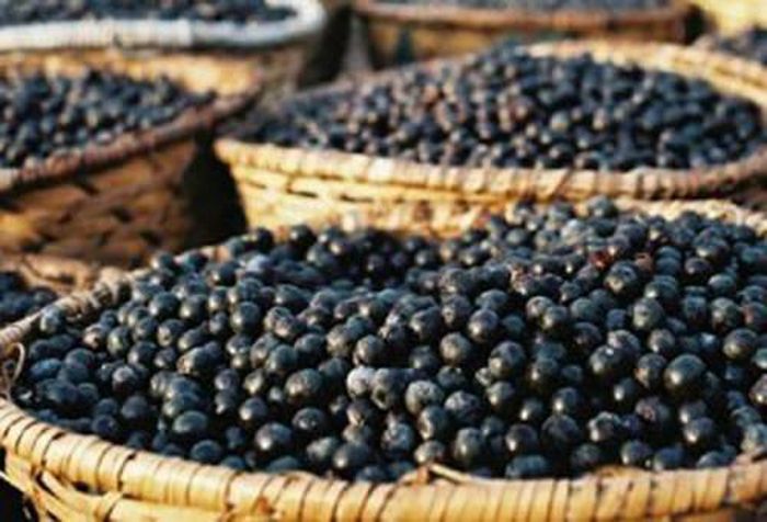 Quả cọ thường được bán với giá từ 60.000 - 70.000 đồng/kg. Cọ nếp thì giá cao hơn lên tới gần 100.000 đồng/kg khách vẫn tranh nhau mua.