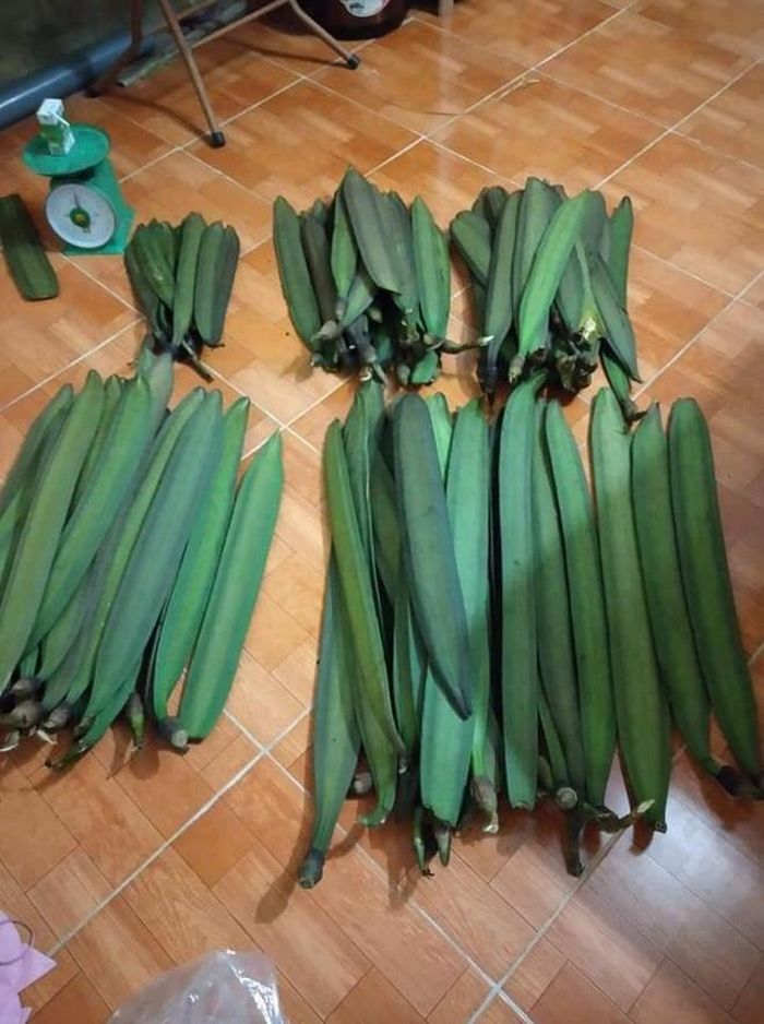 Quả núc nác được bán nhiều trên chợ mạng với giá từ 70.000 - 100.000 đồng/kg. Người bán cho biết, số lượng không nhiều nên ai muốn mua số lượng lớn thì phải đặt từ trước.