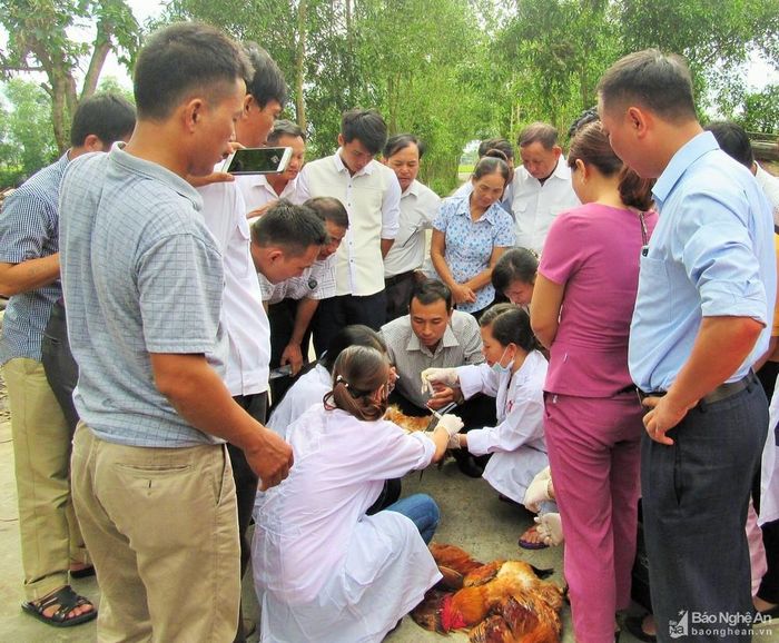 Tập huấn kỹ thuật tiêm vắc-xin phòng bệnh cho gia cầm. Ảnh tư liệu: Kim Dung