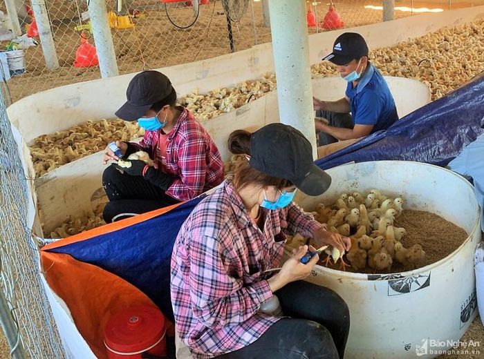 Tiêm phòng đầy đủ các loại vắc-xin phòng bệnh cho gia cầm tại xã Diễn Trung (Diễn Châu). Ảnh tư liệu: Kim Dung