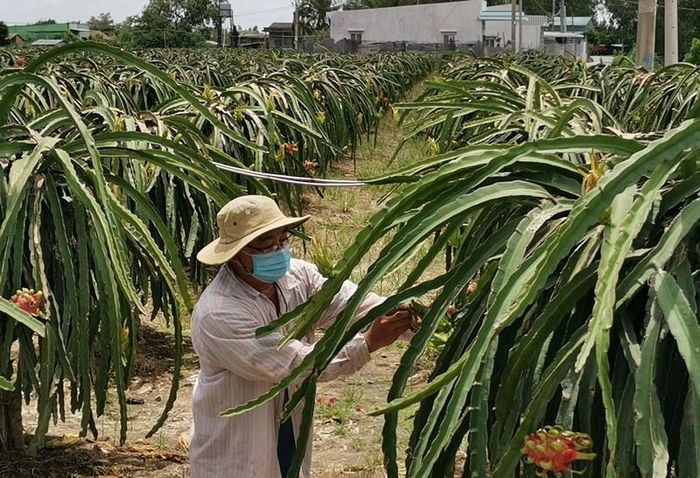 15.000 tấn thanh long của nhà vườn Long An đã được thông luồng tiêu thụ từ ngày 2/8.