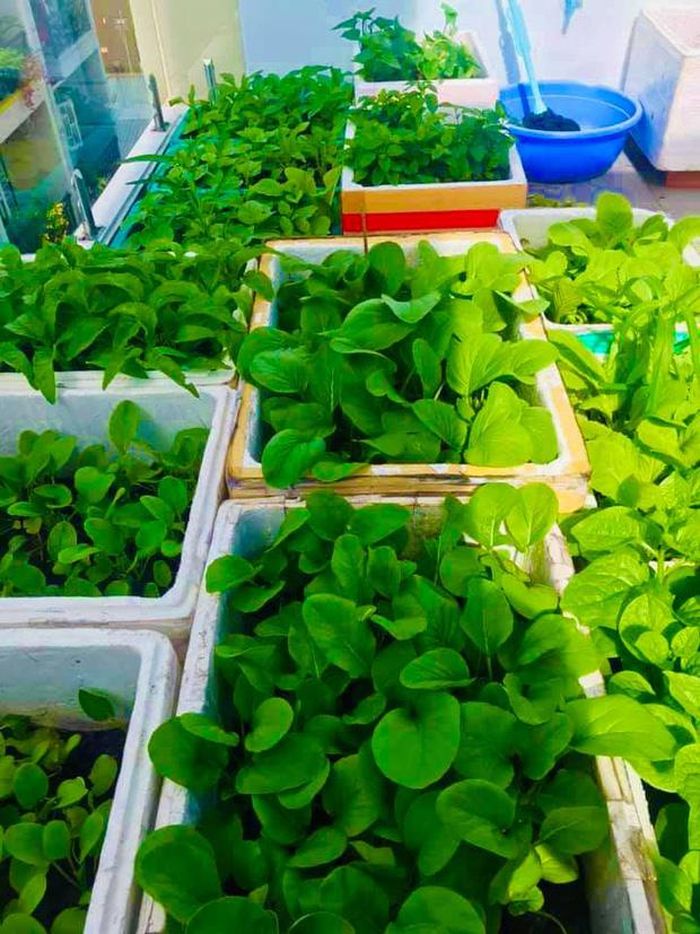 Cứ gọi là mướt mườn mượt, khéo còn xanh và ngon hơn rau xanh trong siêu thị ấy chứ