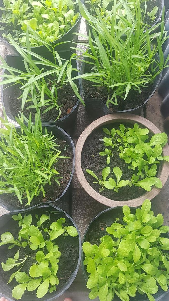 Những loại rau như rau cải mà thêm vài cọng khi pha mì tôm là hết ý, khỏi ăn hàng mấy bữa cũng không sao