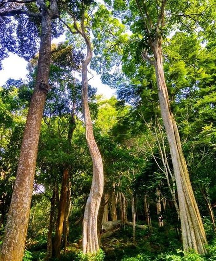 Một góc Khu bảo tồn thiên nhiên Tà Cú.