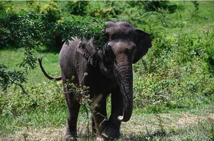 Công viên với diện tích khoảng 10 ha đã tạo điều kiện cho voi gần gũi với môi trường sống tự nhiên.