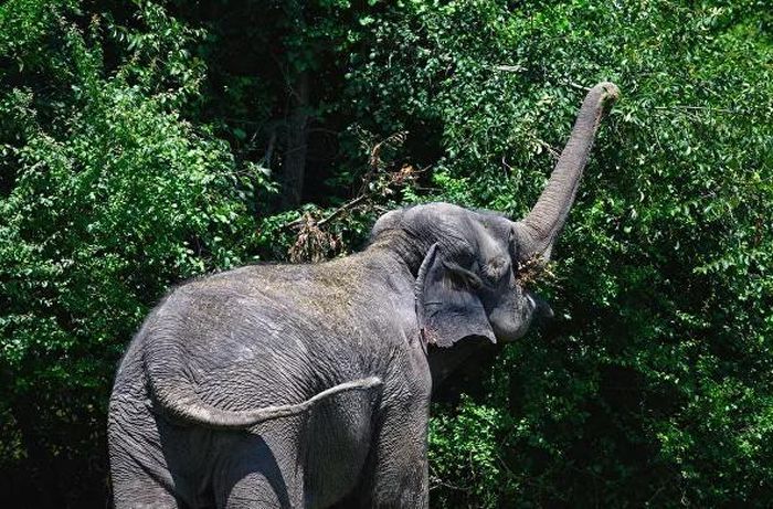 Trong tương lai, các đoàn xiếc thú sẽ có thể đến đây nghỉ hè, thời gian còn lại họ sẽ đi lưu diễn khắp đất nước.