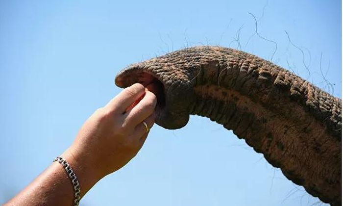 Hiện hai chú voi Ấn Độ - Pretty và Margot - đang nghỉ ngơi trong khu nhà trọ.