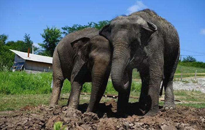 Ngôi nhà nội trú đầu tiên dành cho voi ở Nga đã xuất hiện ở làng Akhshtyr nhờ rạp xiếc Nhà nước Nga và công viên dã ngoại Live Vision.
