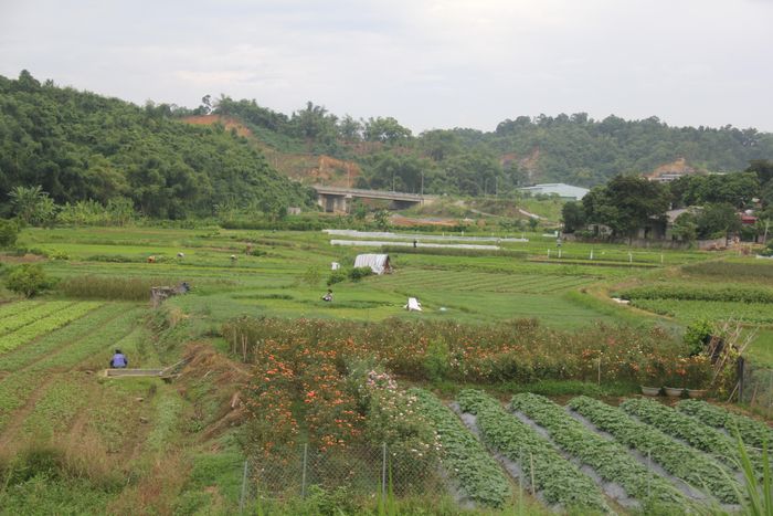 Đất đai màu mỡ ở dải đất ven sông Hồng đã nuôi bao mùa hoa.