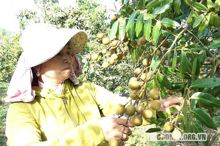 Người trồng nhãn Yên Châu hy vọng vụ thu hoạch thắng lợi.