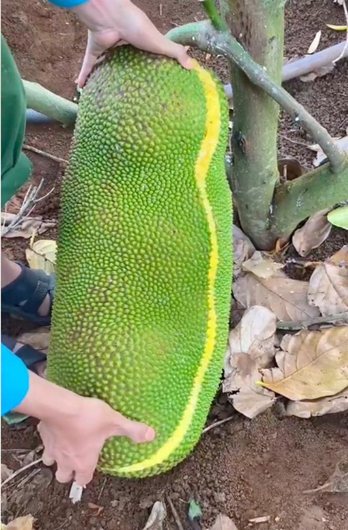 Mới đây, một thanh niên đăng clip TikTok khoe cảnh thu hoạch quả mít "dài thoòng" cứ như bị đột biến.