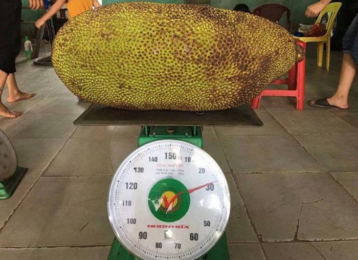 Đây là giống mít cho hiệu quả kinh tế cao, sau khi trồng 2 - 3 năm có thể cho hơn 200kg trái mỗi năm.