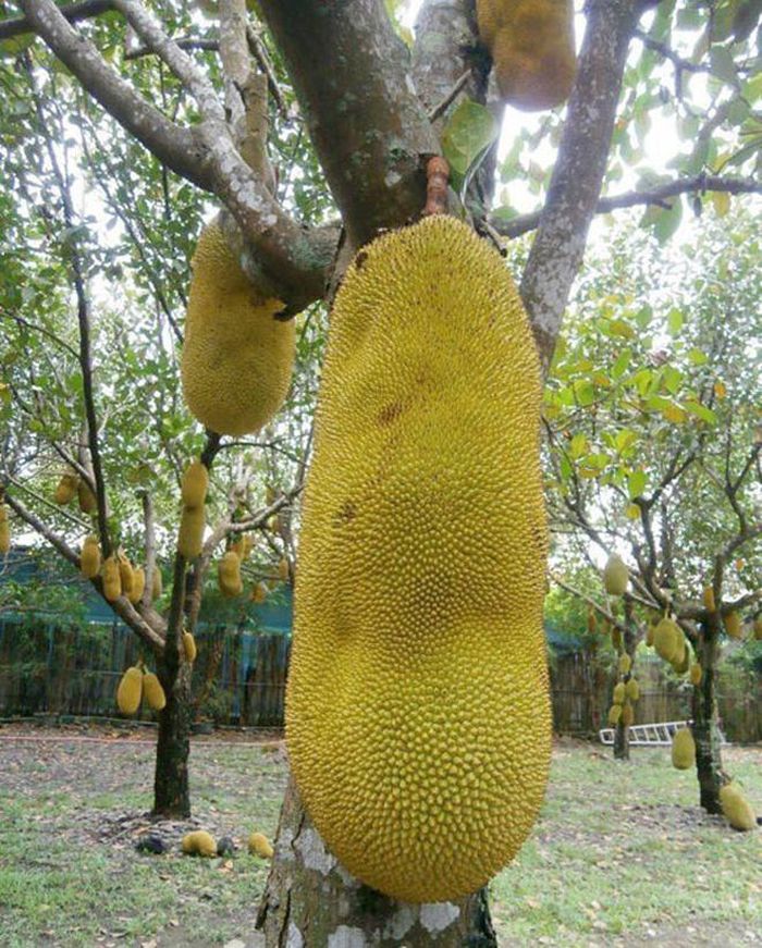 Vì có đặc điểm phù hợp với nguồn đất cũng như khí hậu Việt Nam mà nó được nhiều nông dân trồng ở nước ta.