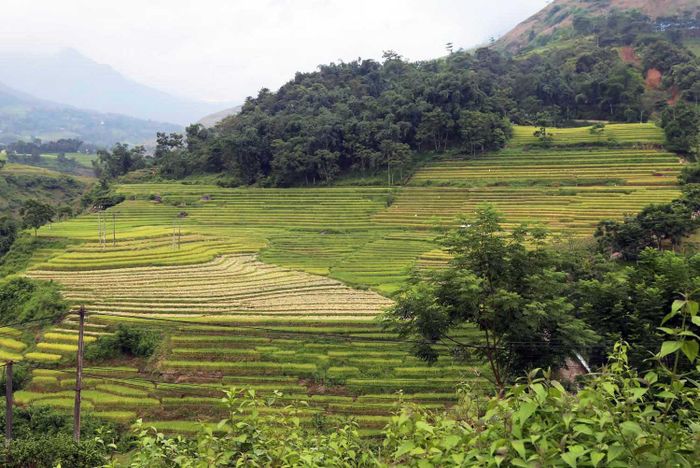 Một số hộ dân ở xã Dền Thàng đã thu hoạch lúa chín.