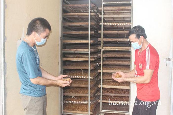 HTX Dịch vụ nhãn chín muộn, xã Chiềng Mung (Mai Sơn) sử dụng lò sấy long nhãn.