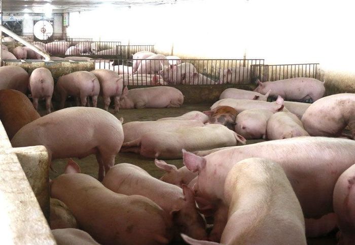 Giá thịt lợn hơi tiếp tục giảm