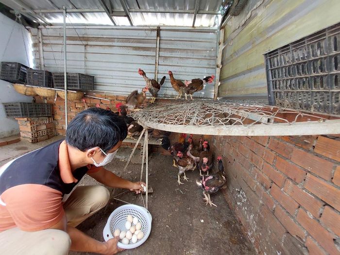  Ngoài trồng rau quả, anh Huynh nuôi đàn gà trên sân thượng để lấy thịt, trứng. 