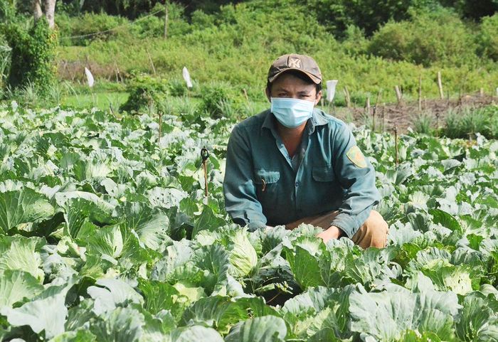 Vườn rau rộng 5 sào đem lại cho anh Trần Công Thiện (thôn 3, xã Tân Bình) thu nhập trung bình 150 triệu đồng/năm. Ảnh: Phương Vi