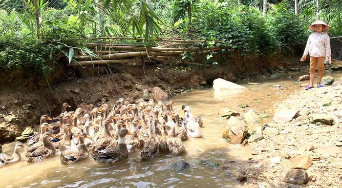 Vịt bầu Minh Hương được chăn thả ở suối nên rất thơm ngon.
