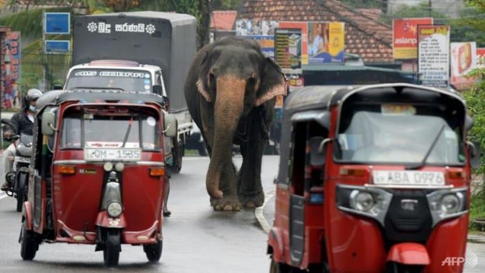 Theo luật bảo vệ động vật mới, Sri Lanka sẽ cấm người dân cưỡi voi khi uống rượu. Ảnh: AFP.