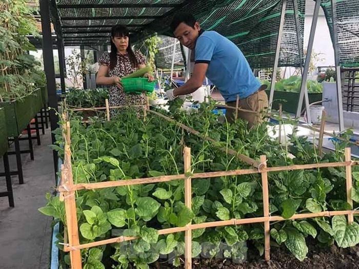 Đối với giống, gia chủ chọn cách ươm từ hạt chứ không mua cây giống vì nếu ươm được từ hạt cây sẽ khỏe, quen môi trường nên dễ phát triển, ít sâu bệnh.