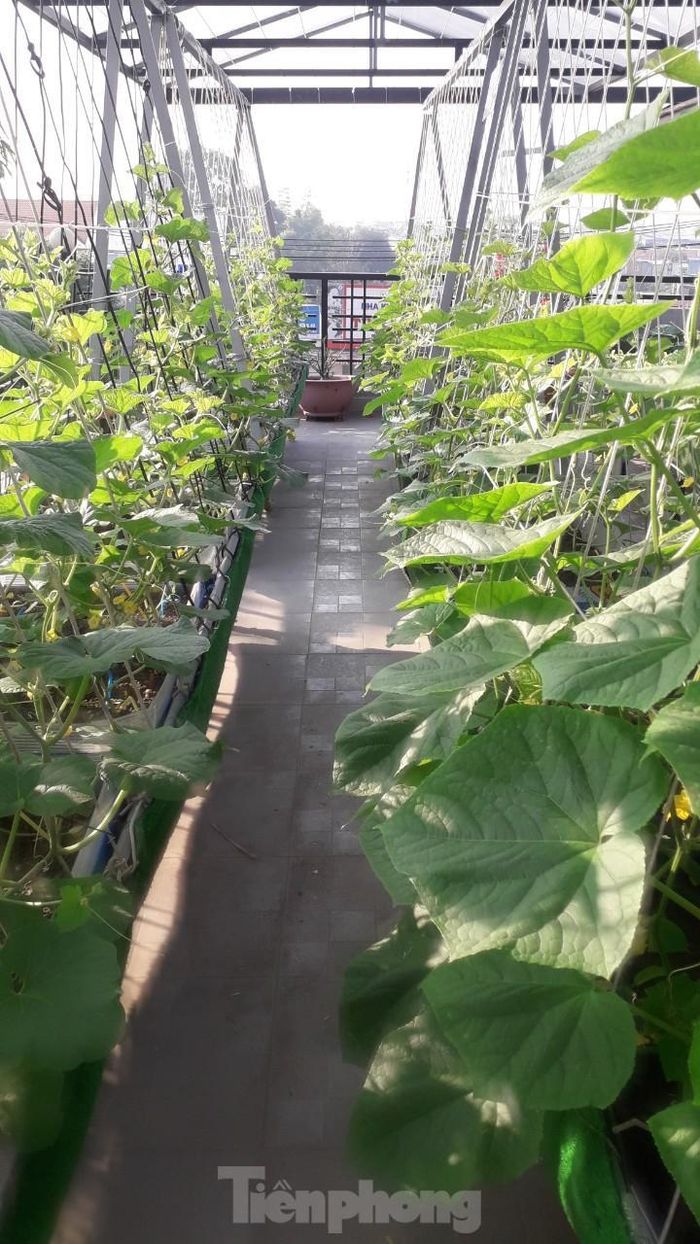 Đối với đất đưa lên sân thượng để trồng, anh thiết kế tời nâng như của mấy nhà thầu xây dựng và chỉ mất 3 triệu đồng là có thể nâng một lần 500kg đất vừa không tốn sức, lại vừa sạch sẽ. Nguồn đất chính vẫn là xin từ ruộng ở ngoại thành, thuê đóng bao chở về và đưa lên rất đơn giản. Do nhà kinh doanh quán cà phê nên anh Huynh tận dụng bã cà phê trộn với phân bò hoặc phân gà ủ phía dưới đất, sau mỗi lần thu hoạch rau anh lại phủ một lớp mỏng hỗn hợp này lên bề mặt để trồng lứa mới rồi sau đó tưới nước và hoàn toàn không sử dụng phân hóa học. 