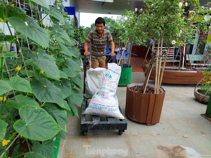 Để đối phó với sâu bệnh, các loại nấm, mốc anh Huynh không dùng thuốc trừ sâu mà rắc vôi bột, thường xuyên cắt lá vàng, bắt sâu theo quan điểm cây khỏe sẽ tự chống được bệnh. 