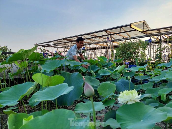 Khu trồng sen rộng khoảng 20m2, hoa nở quanh năm, xung quoanh đầm anh Huynh làm thành lối đi bằng dàn hoa hồng. “Khu sen trồng là đơn giản nhất và gần như không mất công chăm sóc vì cả tuần mới phải bơm thêm chút nước. Sau này không biết nhưng từ khi trồng tôi chưa hề bón phân, vì lá cây lụi đi lại thành phân cho cây khác mọc nên. Đây là chỗ cho bạn bè người quen đến chụp ảnh, hàng tháng thu hoạch cả ký hạt, gần như tuần nào cũng cắt một bình cắm dưới nhà. Thậm chí có lần thấy hoa đẹp quá, mấy mẹ con mải chụp hình mà để cháy cả nồi cá kho!”’, anh vui vẻ kể. 