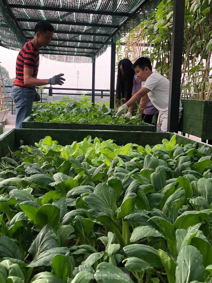 “Tôi kinh doanh đa ngành từ xây dựng, bất động sản đến dịch vụ ăn uống, giải trí còn bà xã quản lý quán cà phê lớn của gia đình. Mặc dù gia đình có người giúp việc nhưng chỉ là hỗ trợ công việc kinh doanh ở tầng 1 còn lại từ tầng 2 trở lên thì toàn bộ công việc từ nhà cửa, cơm nước, trồng và chăm sóc rau đều do hai vợ chồng tôi và các con tự làm để đảm bảo không gian riêng tư cũng như rèn tính tự lập cho các con ngay từ nhỏ”, anh Huynh chia sẻ với Tiền Phong.