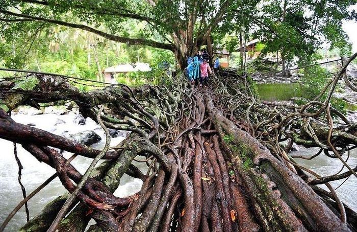 Cây cầu đan từ rễ cây, Indonesia. https://dulich.petrotimes.vn/