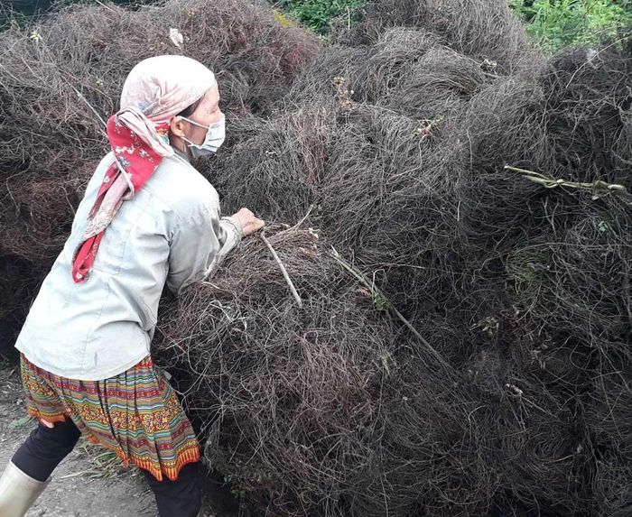 Nếu chăm chỉ, một người có thể thu hái được 40 kg cây bòng bong khô/ngày.