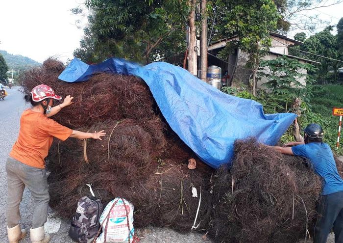 Được biết, cây bòng bong trong đông y gọi là vị thuốc hải kim sa, điều trị rất tốt các bệnh về chức năng thận, tiết niệu.