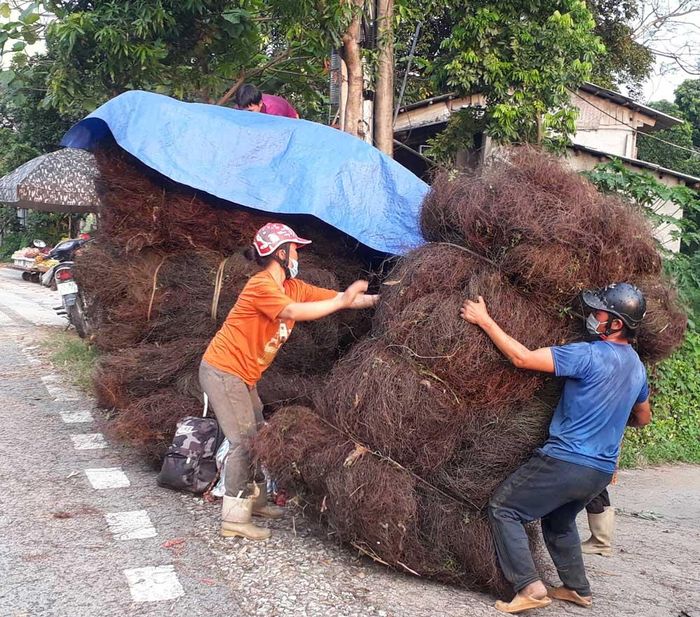 Giá bòng bong khô được thương lái thu mua từ 8 - 9 nghìn đồng/kg.