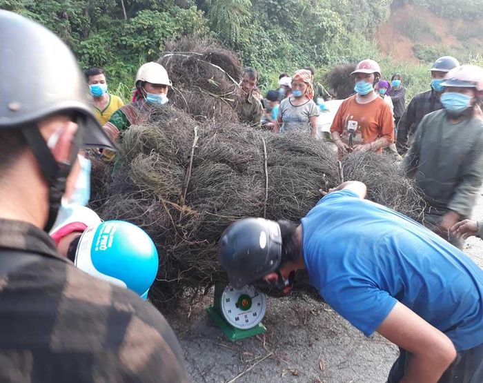 Một số thương lái cho biết họ thu mua cây bòng bong khô để xuất khẩu.