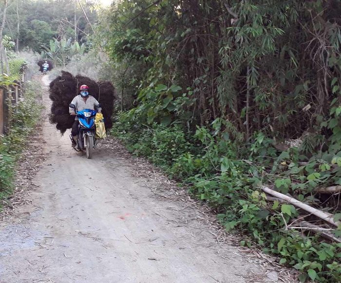 Cây bòng bong sau khi khô sẽ được vận chuyển ra bãi tập kết để đi tiêu thụ.