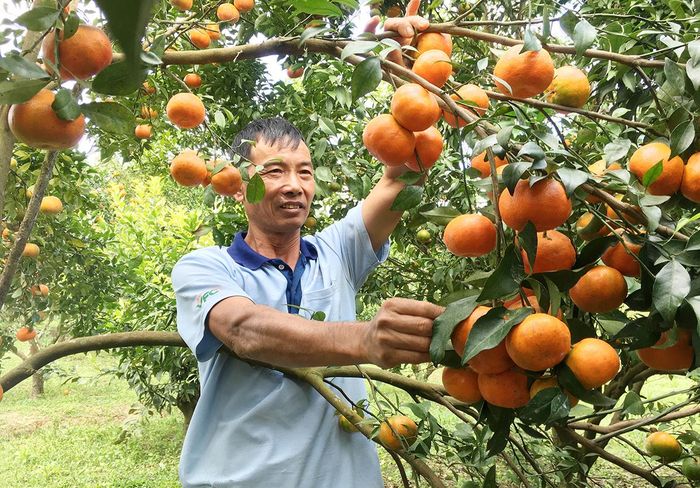  Sản phẩm cam Nam Đô của ông Nguyễn Duy Đô (làng Kop, xã Kon Gang) ngày càng được nhiều người biết đến nhờ chất lượng luôn đảm bảo. Ảnh: Quang Tấn