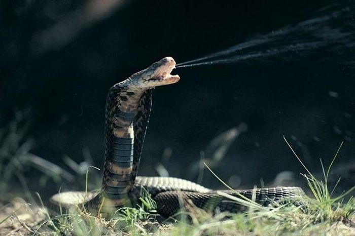 Con rắn đã cắn chết nam đầu bếp là rắn hổ mang. 