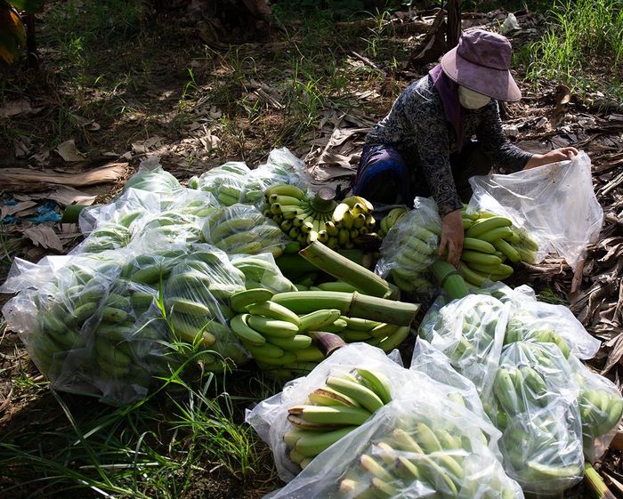 Người dân tận dụng quả chuối chín làm thức ăn cho cá.