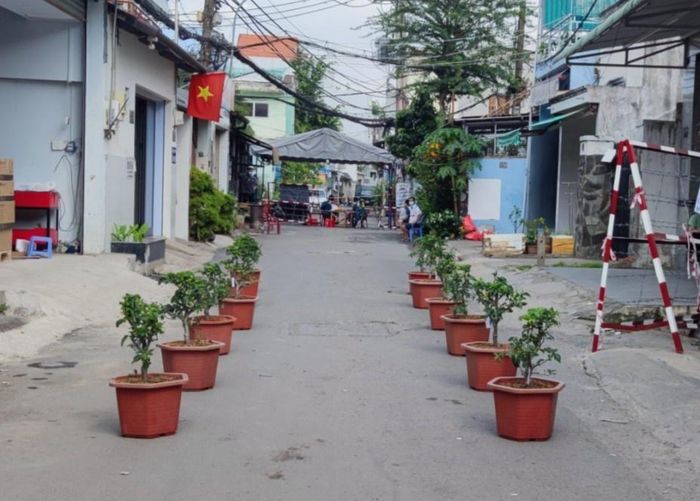  Những cây táo trong ngày đầu tiên UBND phường Tân Hưng Thuận tặng cho các gia đình. Ảnh: UBND phường Tân Hưng Thuận. 