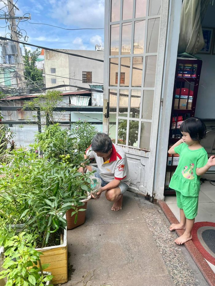 Cây táo được người dân chăm sóc cẩn thận đã ra hoa kết trái sau 3 tháng.