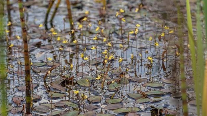 Tuy nhiên, tổ chức Động vật hoang dã Lancashire (Lancashire Wildlife Trust - LWT) đã đi đầu trong nỗ lực cứu những loài thực vật ăn thịt này. Thành công ban đầu đã đến với chi nhĩ cán, một loài thực vật ăn thịt có nguy cơ tuyệt chủng nghiêm trọng ở Anh.