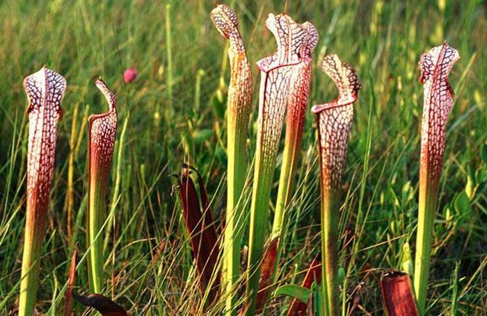 Cây hố bẫy có tên khoa học là Sarracenia. Phiến lá của cây có nắp sặc sỡ trong như cái dạ dày, ở trong “dạ dày” đó có nhiều tuyến tiết mật thu hút sâu bọ. Khi sâu bọ sa vào thì không tài nào thoát được. Bên trong cái "dạ dày" cũng chứa dung dịch tiêu hóa giống như cây nắp ấm.