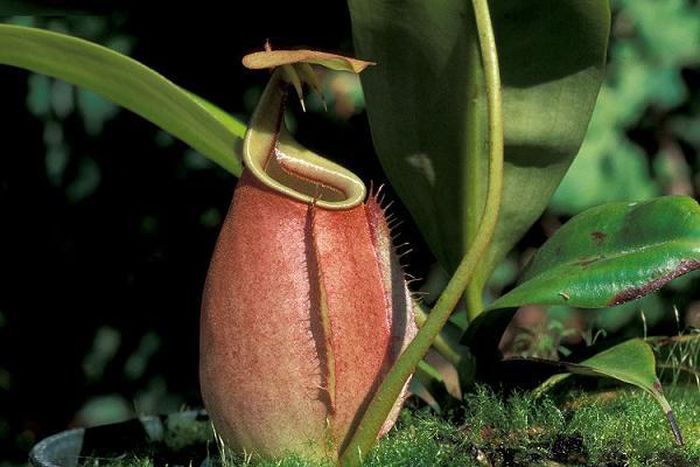 Cây nắp ấm có tên khoa học là Nepenthes. Một số lá của chúng tạo thành hình ấm để bắt côn trùng. Bên trong lá hình ấm có lông răng. Khi con mồi rơi vào lá, nắp sẽ nhanh chóng úp xuống để nó không thể thoát ra. Sau đó con mồi sẽ trượt xuống phần cuống lá, nơi có rất nhiều enzyme tiêu hóa đang chờ sẵn.
