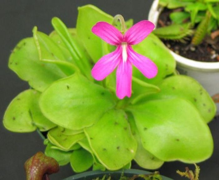 Cây cỏ bơ (butterwort) sử dụng những chiếc lá có chất dính của mình để thu hút, bẫy và tiêu hóa côn trùng. Khi côn trùng đậu xuống, cây tiết ra nhiều chất nhầy hơn. Con mồi sẽ bị dính chặt và bọc trong đống chất nhầy này.